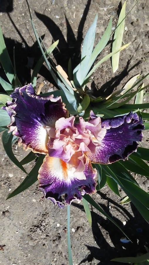 Photo of Tall Bearded Iris (Iris 'Teenybopper') uploaded by scary1785