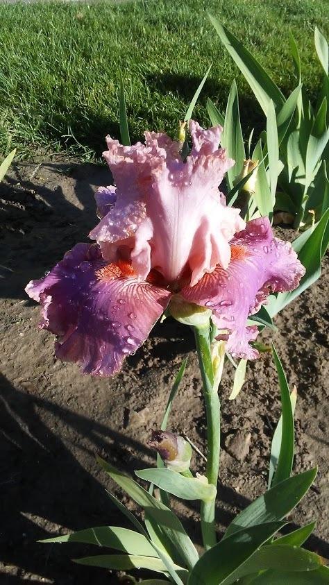 Photo of Tall Bearded Iris (Iris 'Okapi Poppy') uploaded by scary1785