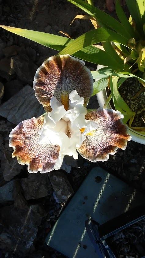 Photo of Tall Bearded Iris (Iris 'Owyhee Desert') uploaded by scary1785