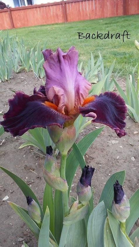 Photo of Tall Bearded Iris (Iris 'Backdraft') uploaded by scary1785