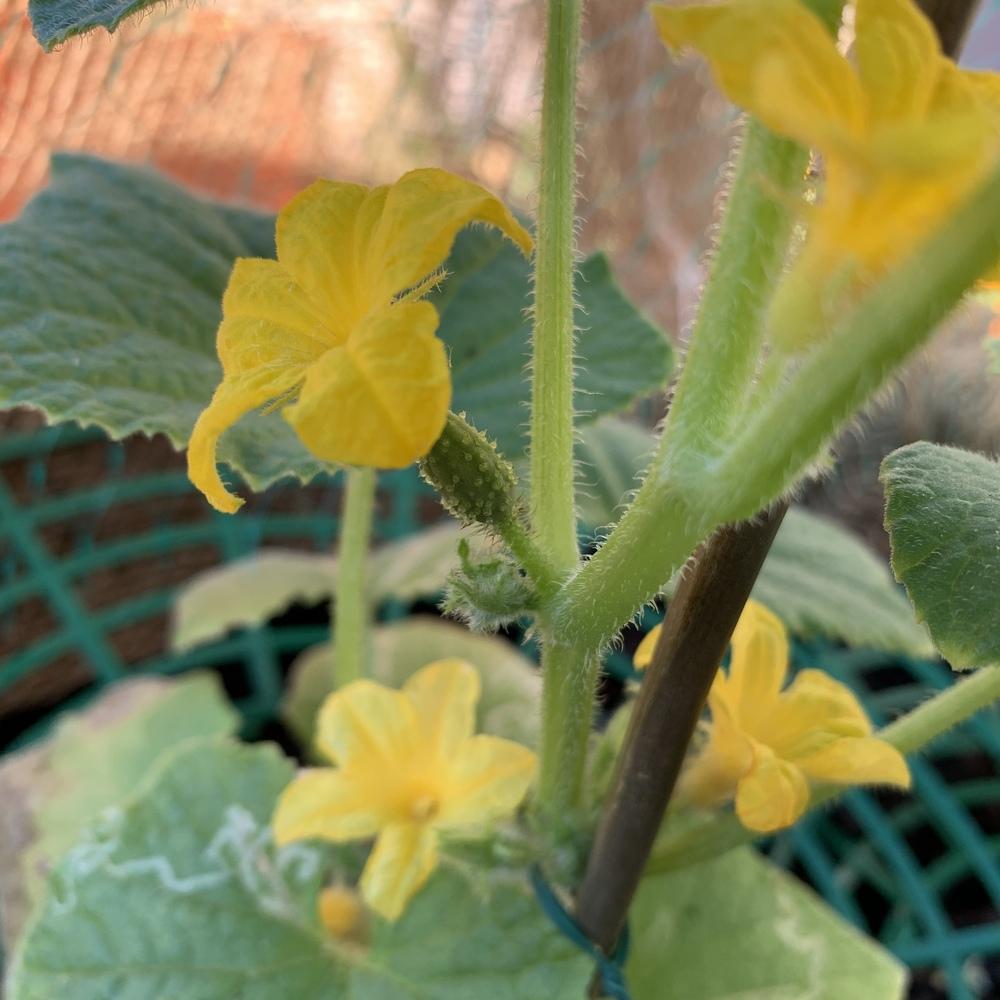 Photo of Cucumbers (Cucumis sativus) uploaded by vive1980