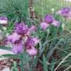 Gorgeous iris sturdy with beautiful flowers!