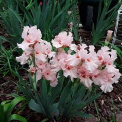Location: My Caffeinated Garden, Grapevine, TX
Date: 2020-04-02
Border bearded iris that puts up a pink show!