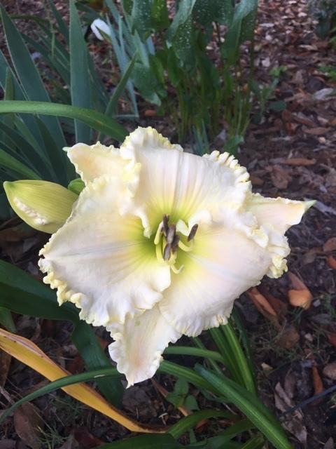 Photo of Daylily (Hemerocallis 'Apple Blossom White') uploaded by DixieSwede