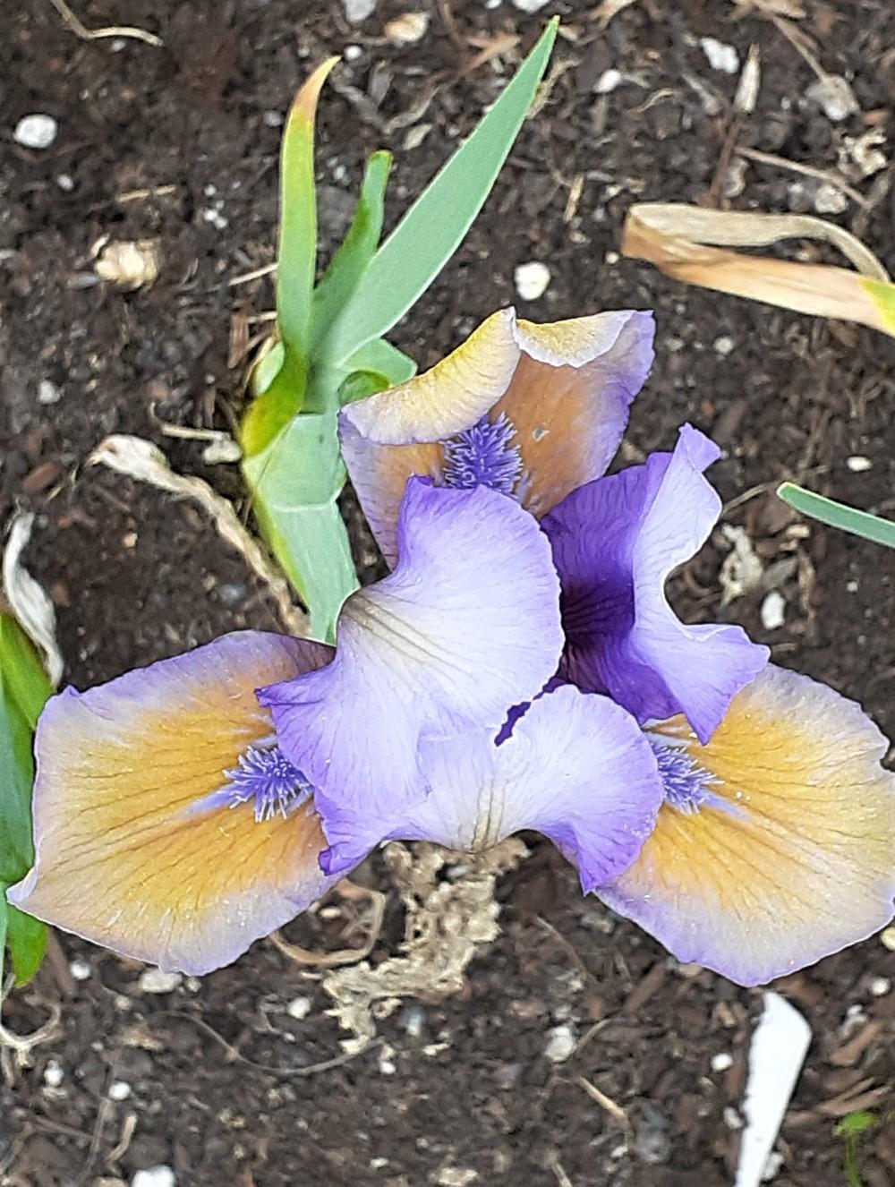 Photo of Standard Dwarf Bearded Iris (Iris 'What Again') uploaded by Ina