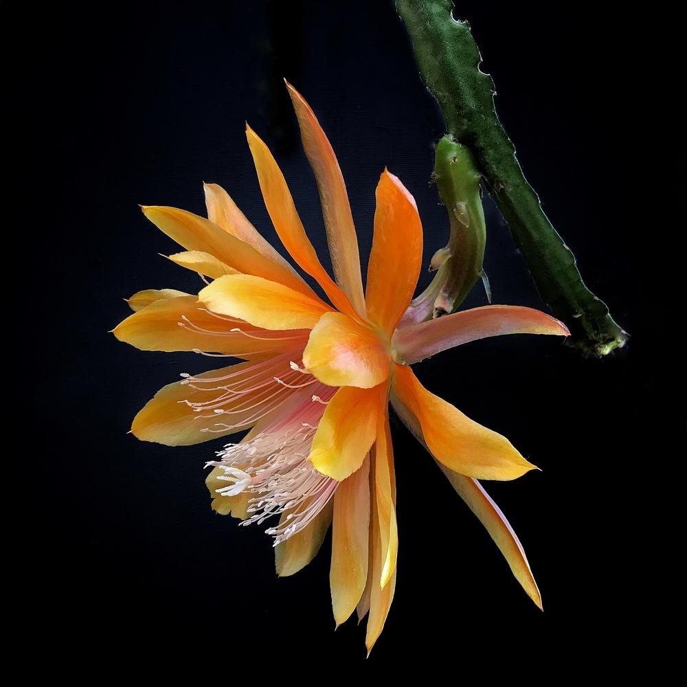 Photo of Hybrid Epiphyllum (Epiphyllum 'King Midas') uploaded by ThienLe