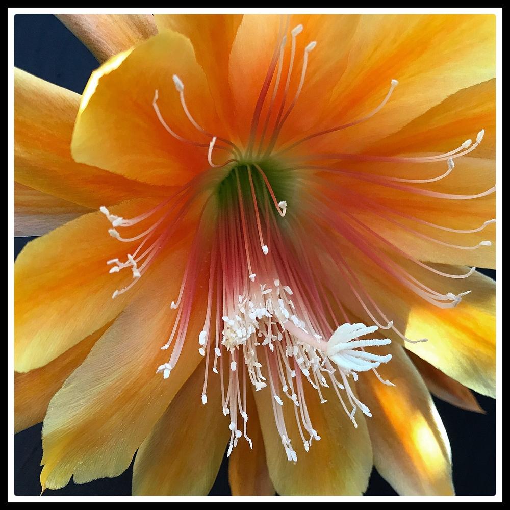 Photo of Hybrid Epiphyllum (Epiphyllum 'King Midas') uploaded by ThienLe