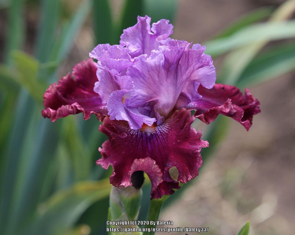 Photo of Tall Bearded Iris (Iris 'Tempo Rouge') uploaded by Valery33