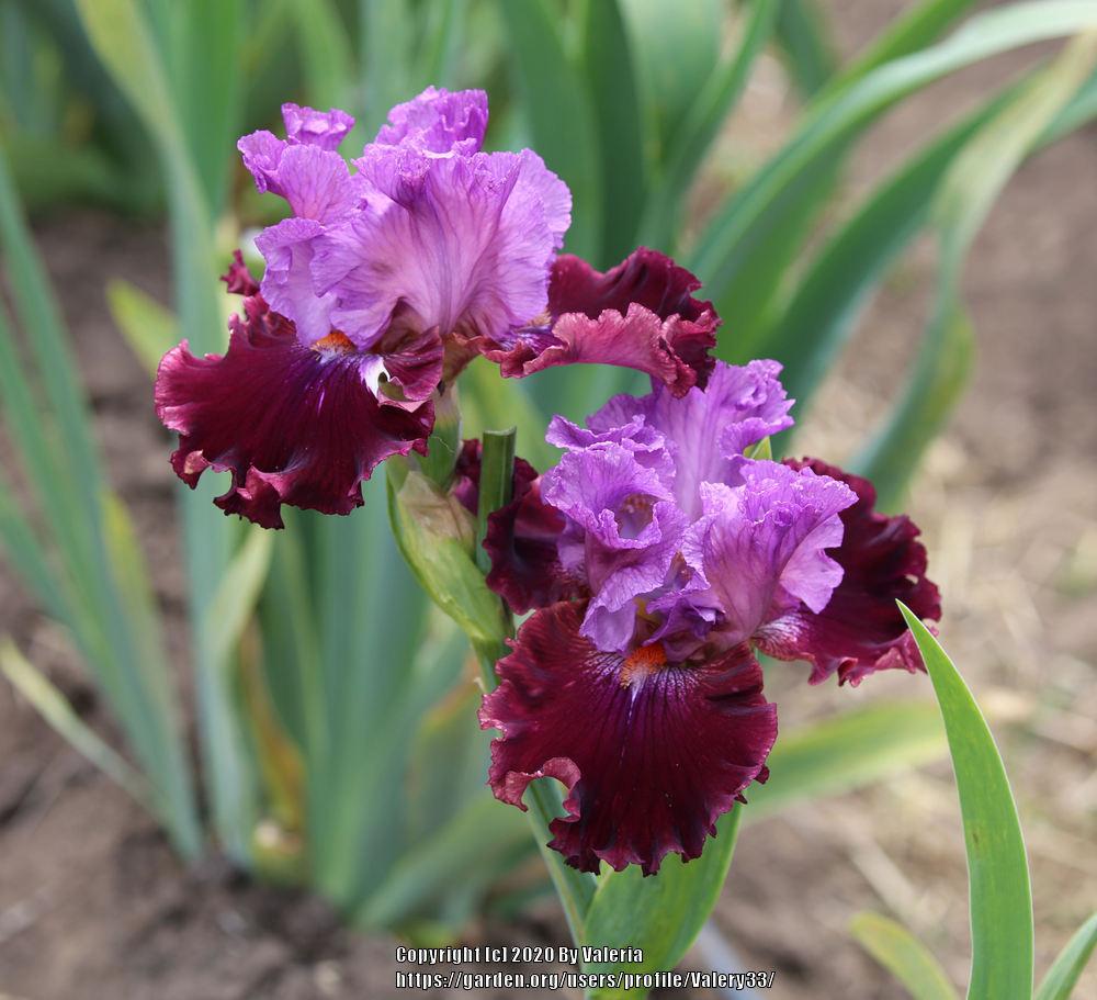 Photo of Tall Bearded Iris (Iris 'Tempo Rouge') uploaded by Valery33