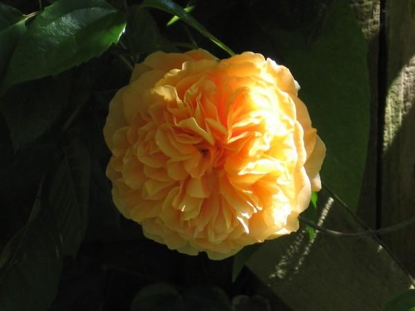 Photo of English Shrub Rose (Rosa 'Crown Princess Margareta') uploaded by Yorkshirelass