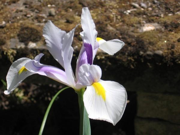 Photo of Dutch Iris (Iris x hollandica) uploaded by Yorkshirelass