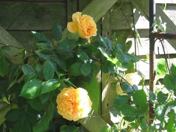 Photo of English Shrub Rose (Rosa 'Crown Princess Margareta') uploaded by Yorkshirelass