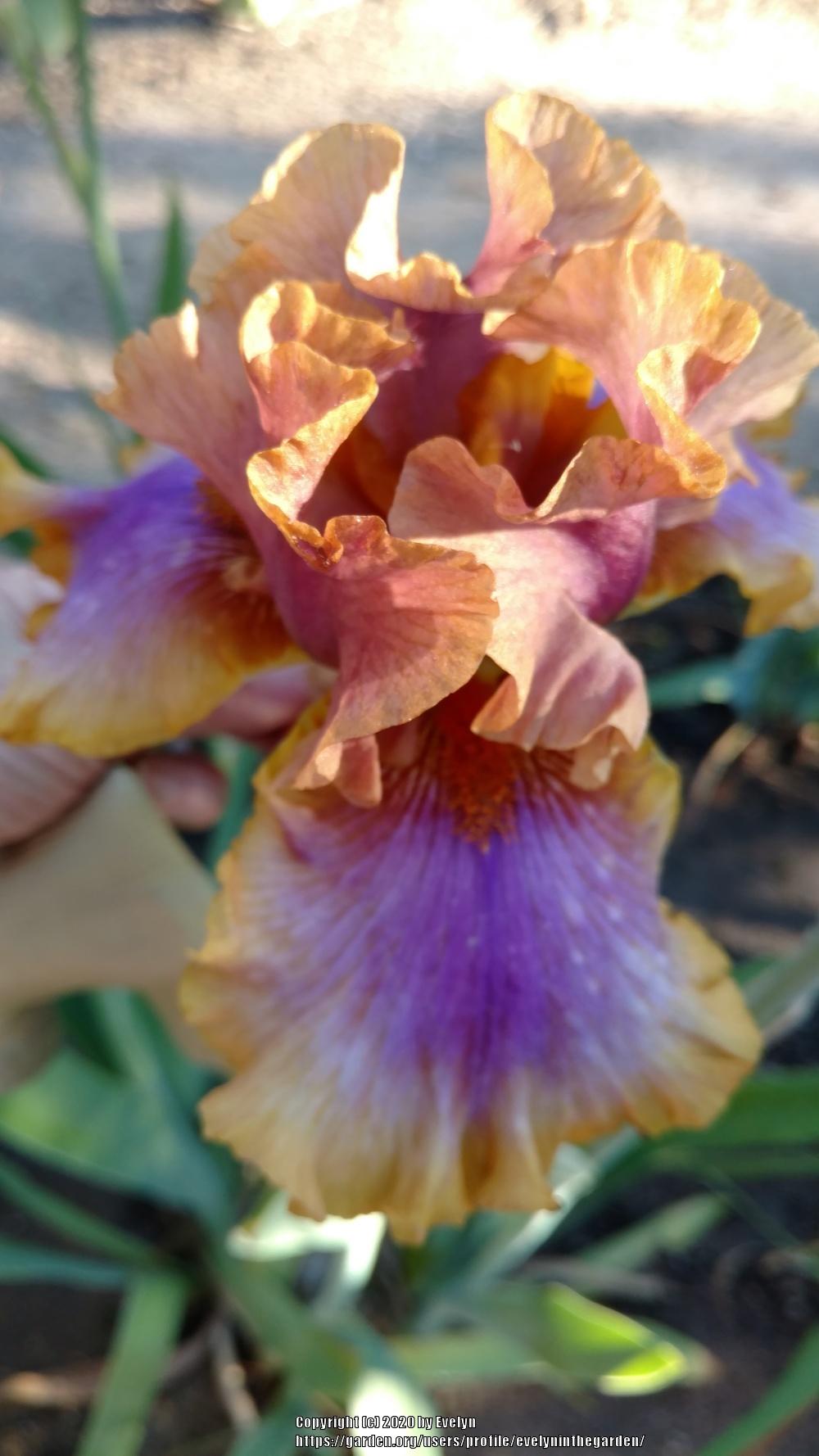 Photo of Tall Bearded Iris (Iris 'Maggie Beth') uploaded by evelyninthegarden