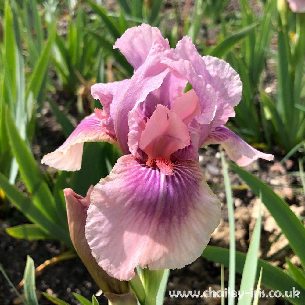 Photo of Intermediate Bearded Iris (Iris 'Raspberry Blush') uploaded by jeffa
