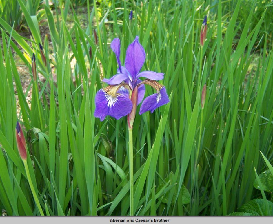 Photo of Siberian Iris (Iris 'Caesar's Brother') uploaded by petruske