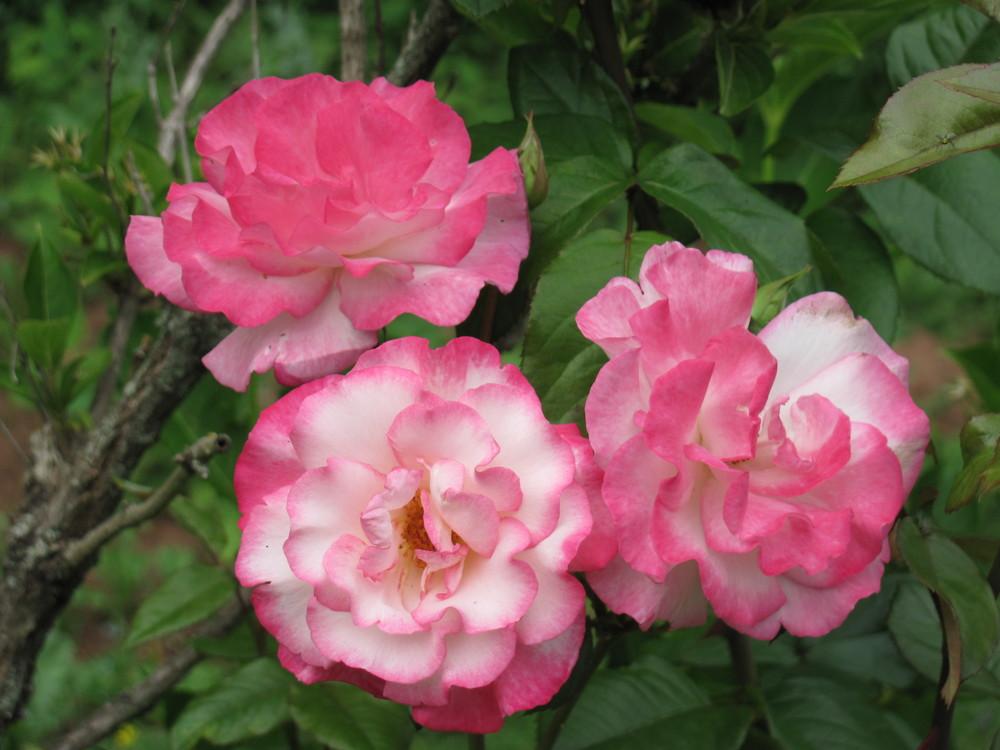 Photo of Rose (Rosa 'Handel') uploaded by roseman2000