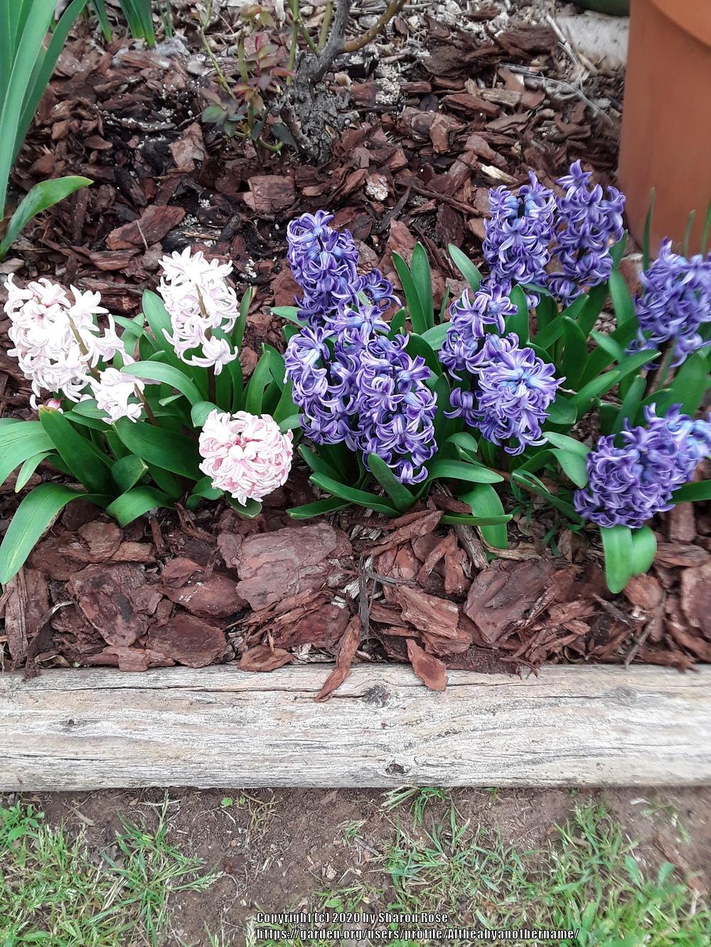 Photo of Hyacinth (Hyacinthus orientalis) uploaded by Altheabyanothername