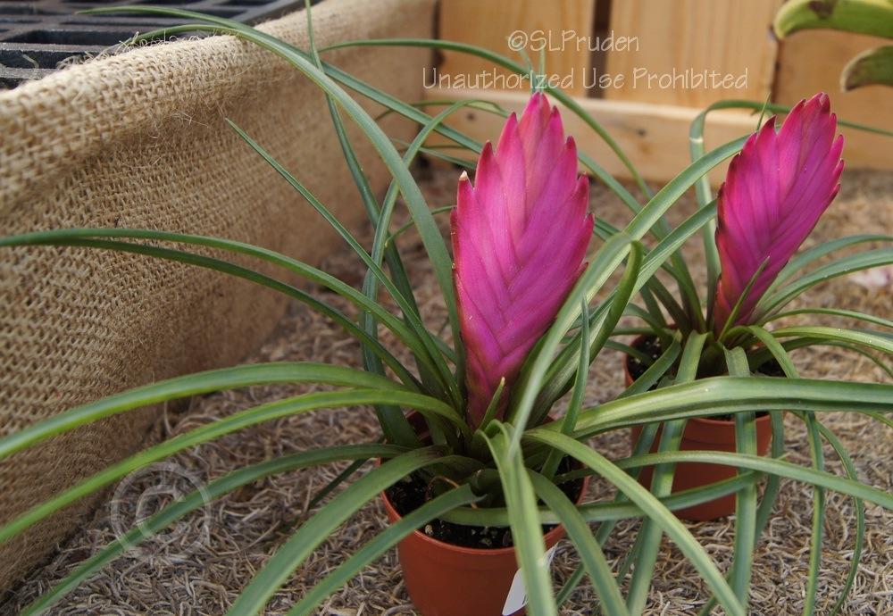 Photo of Pink Quill (Wallisia cyanea) uploaded by DaylilySLP