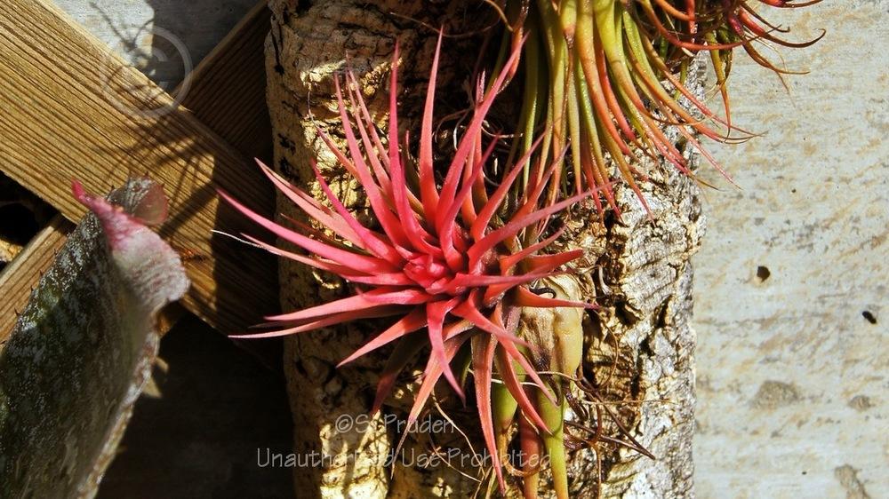 Photo of Air Plant (Tillandsia ionantha) uploaded by DaylilySLP