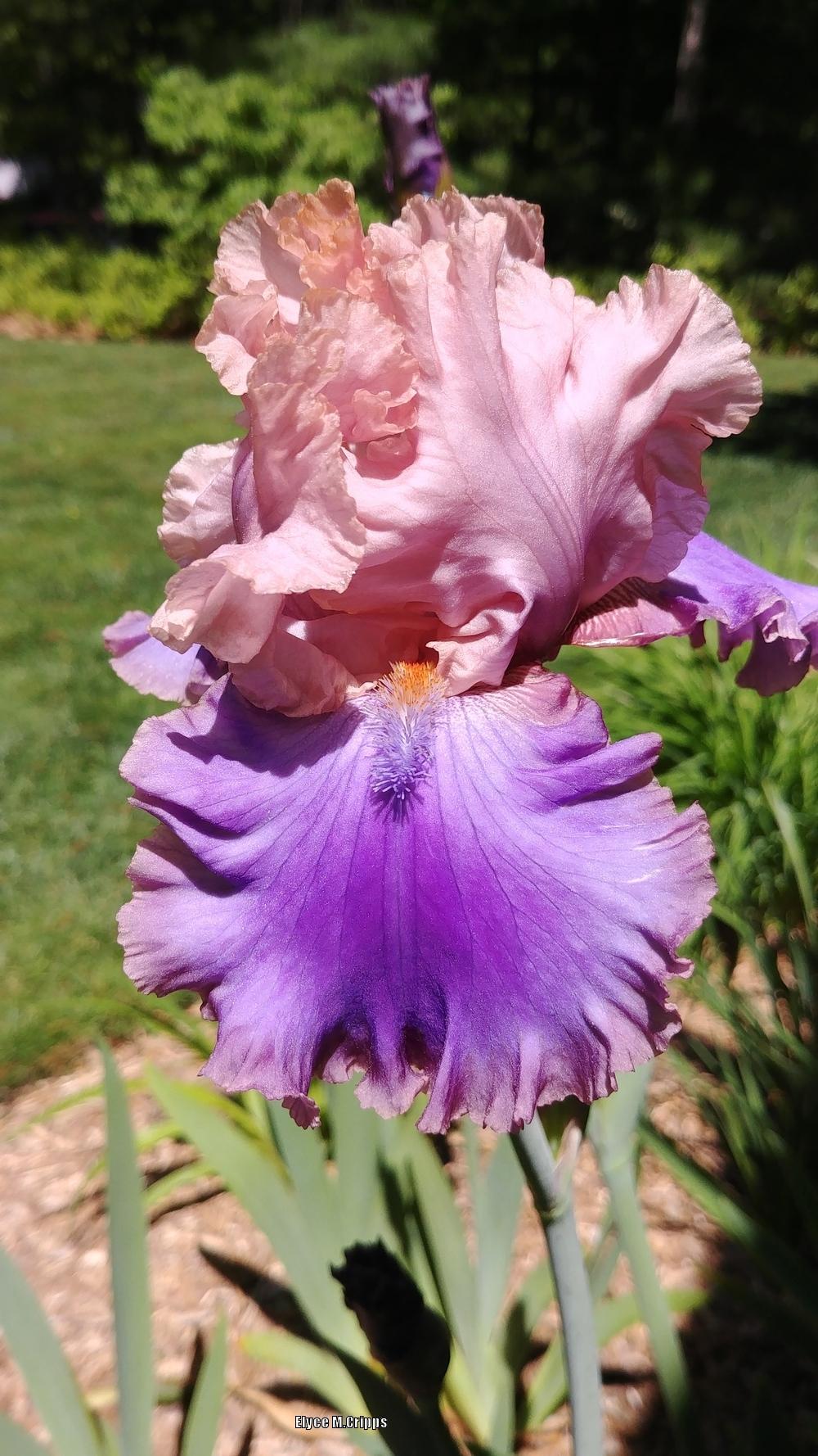 Photo of Tall Bearded Iris (Iris 'Florentine Silk') uploaded by ElyceC