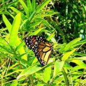 A #Monarch butterfly ( number 55 released about an hour ago on Ma