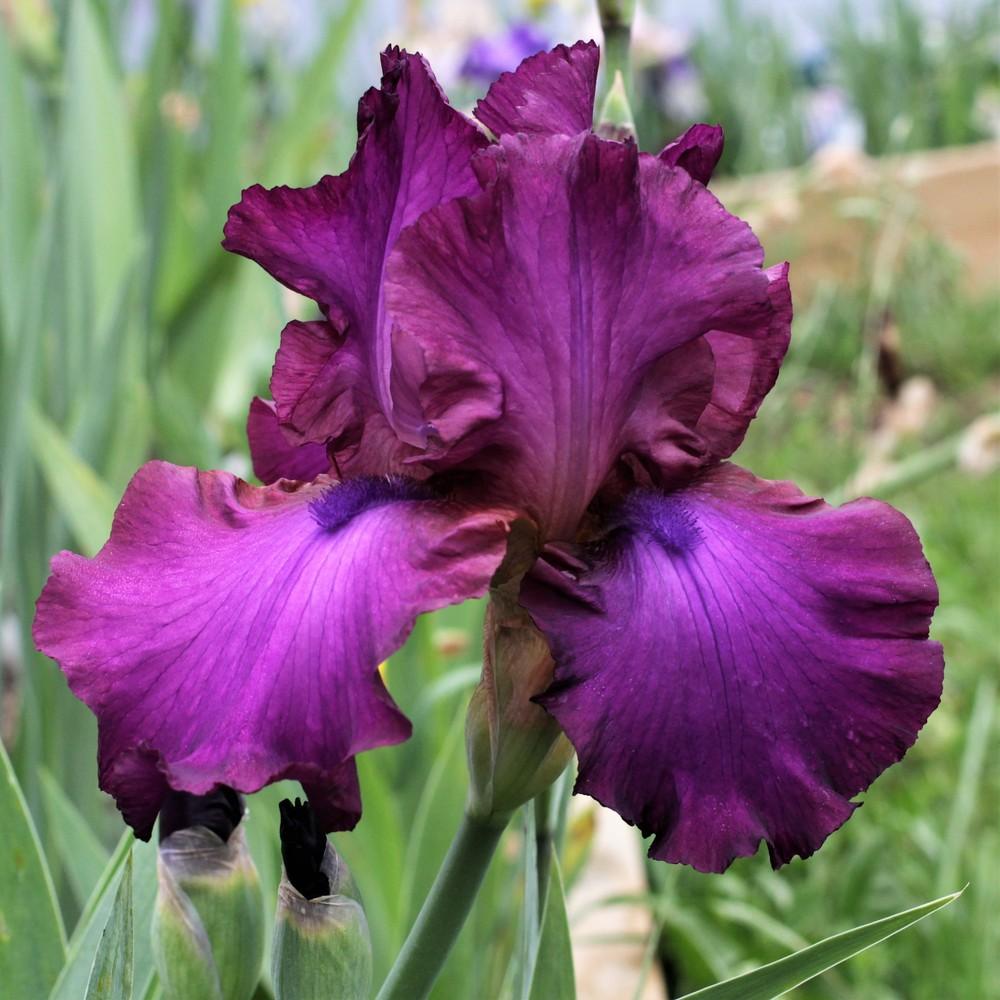 Photo of Tall Bearded Iris (Iris 'Gypsy Romance') uploaded by cinvasko