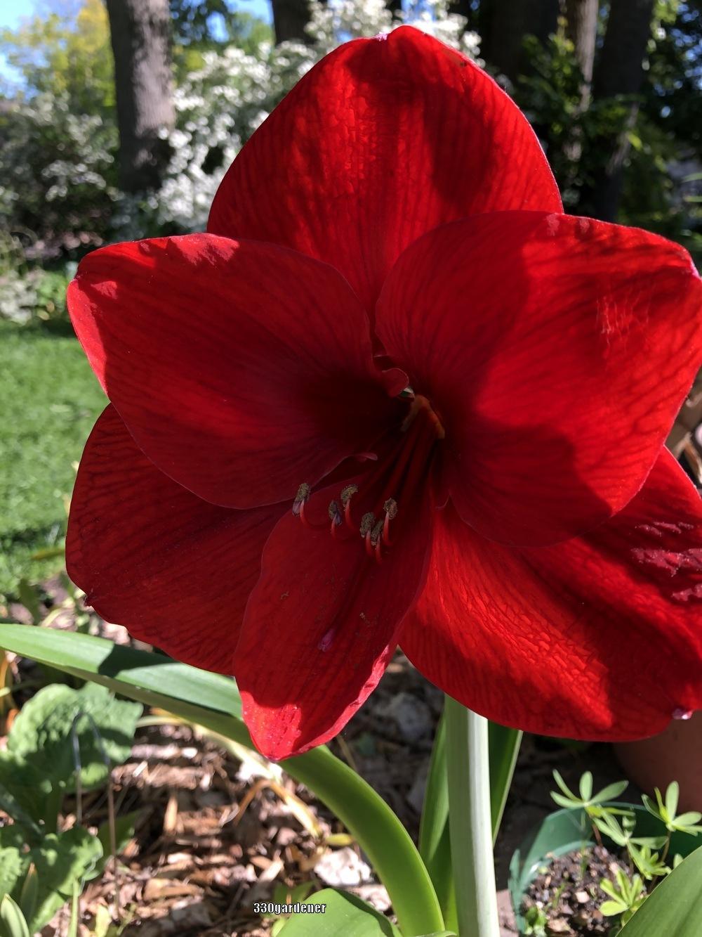 Photo of Amaryllis (Hippeastrum 'Red Pearl') uploaded by crawgarden