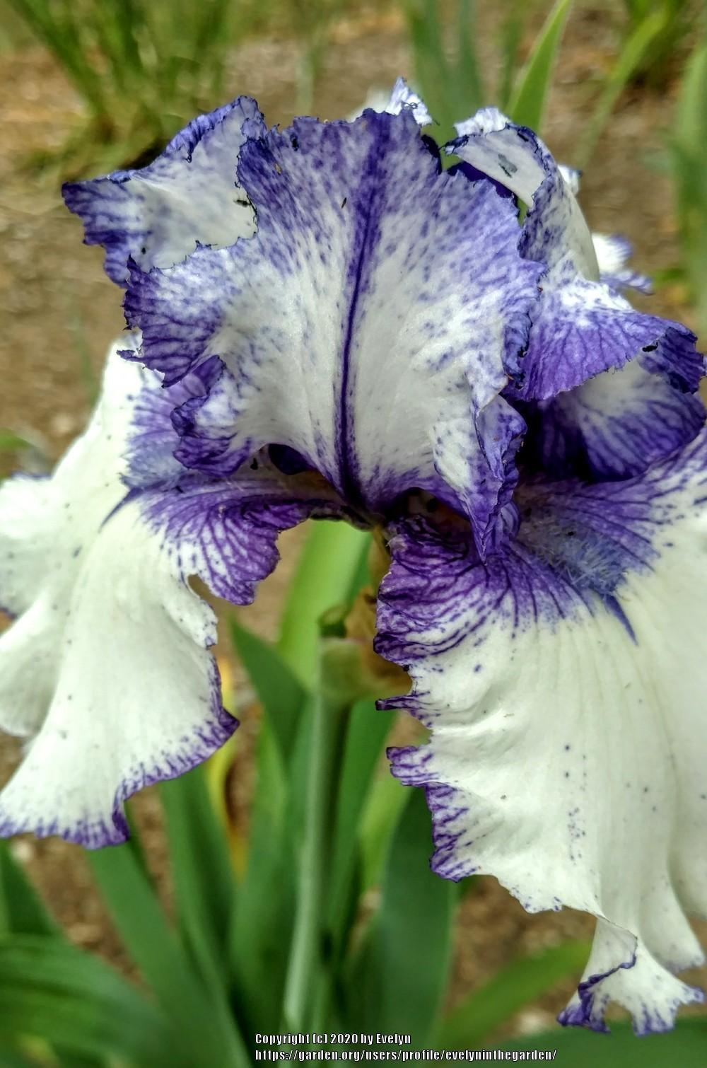 Photo of Border Bearded Iris (Iris 'Orinoco Flow') uploaded by evelyninthegarden