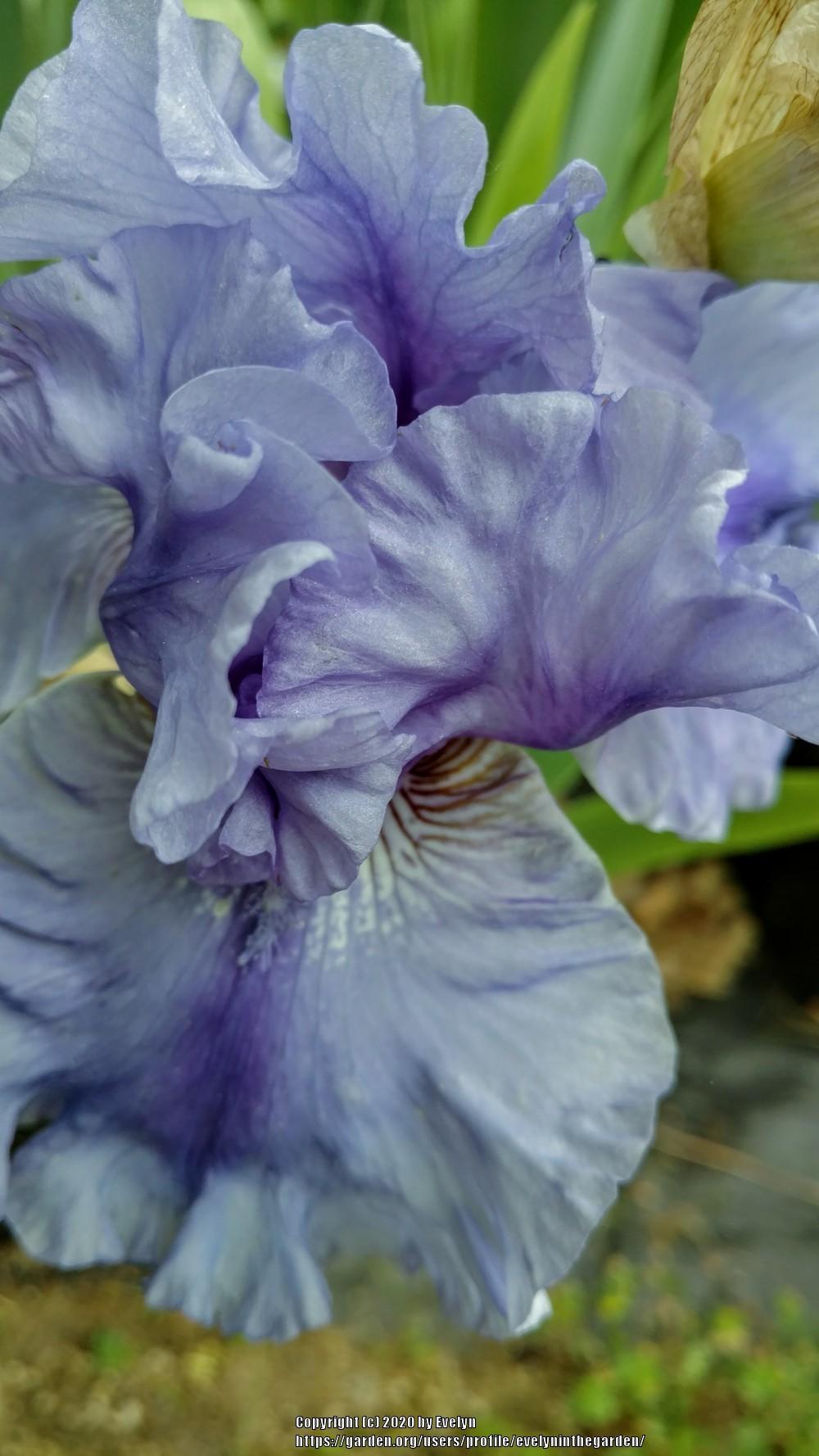 Photo of Tall Bearded Iris (Iris 'Jordan's Joy') uploaded by evelyninthegarden