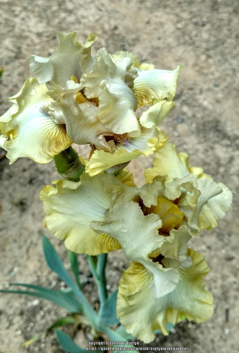 Photo of Tall Bearded Iris (Iris 'County Cork') uploaded by evelyninthegarden