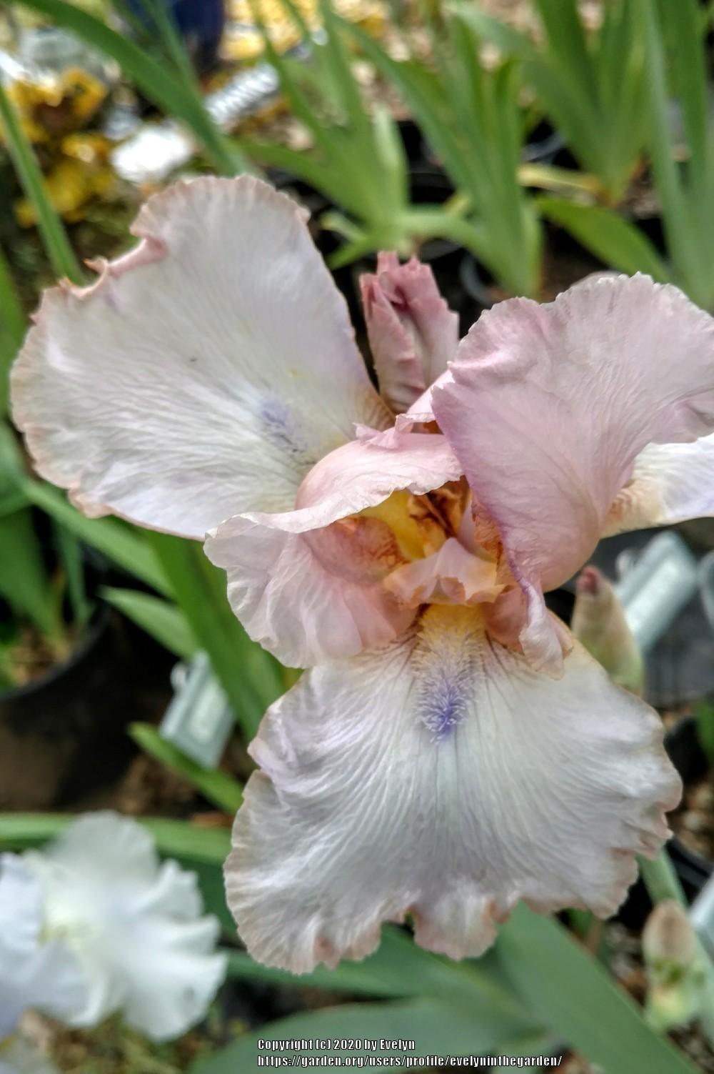 Photo of Tall Bearded Iris (Iris 'Dance Lessons') uploaded by evelyninthegarden
