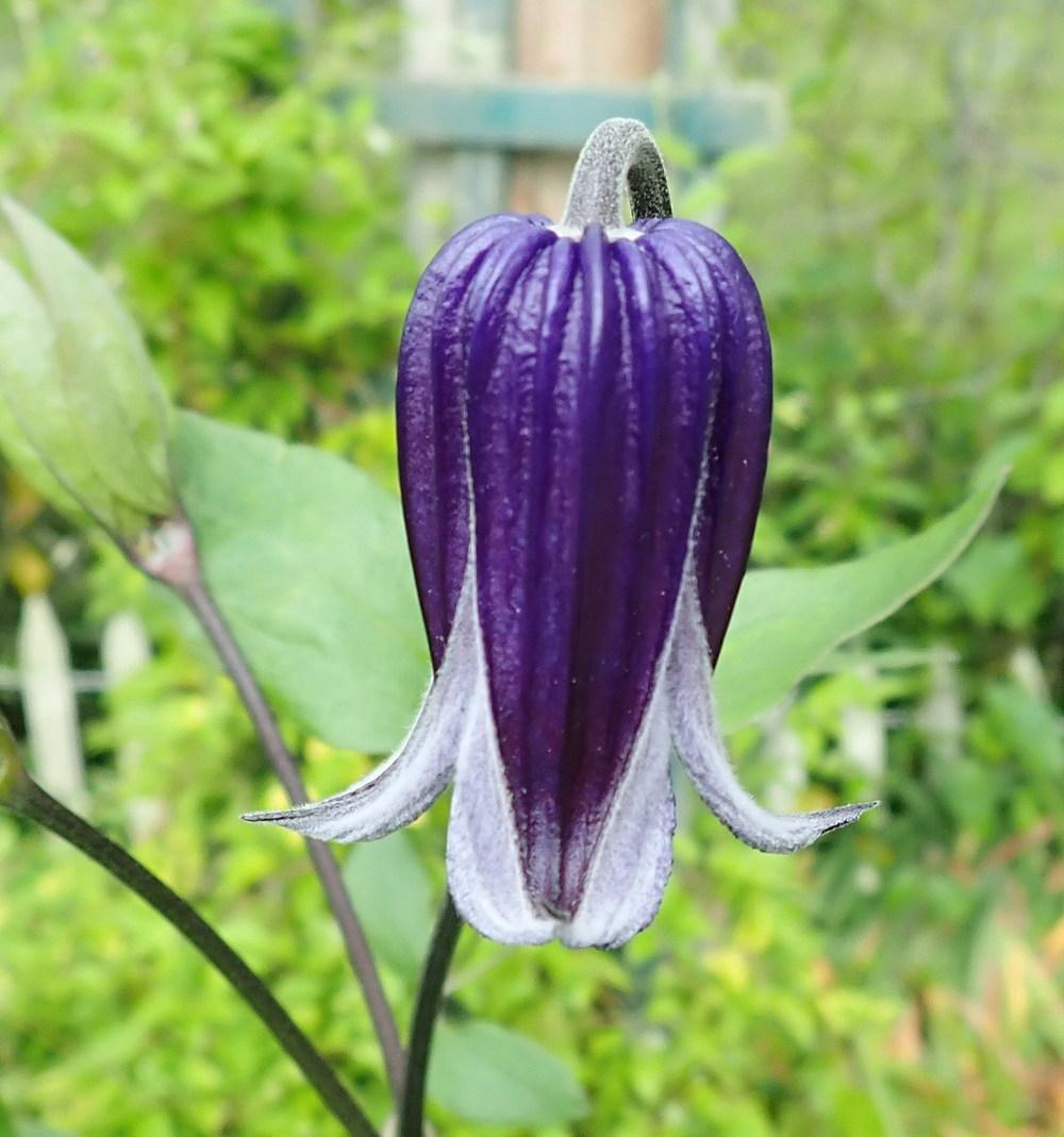Photo of Clematis 'Roguchi' uploaded by gardengus