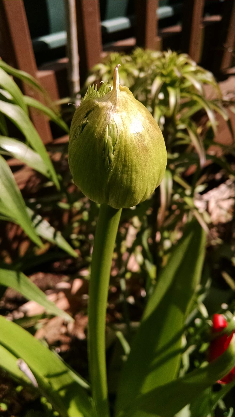 Photo of Giant Allium (Allium giganteum 'Globemaster') uploaded by joannakat