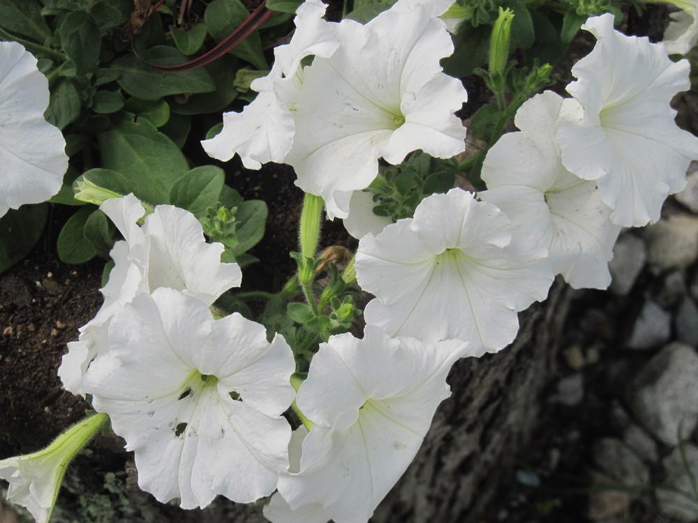 Photo of Multiflora Spreading/Trailing Petunia (Petunia Easy Wave® White) uploaded by robertduval14