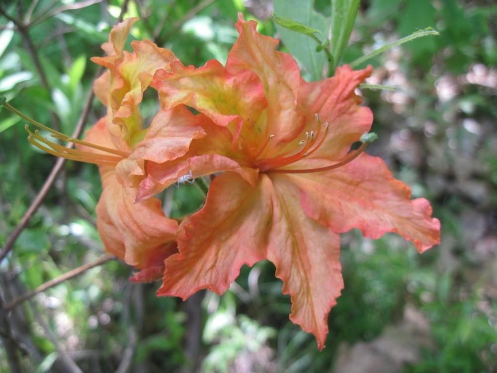 Photo of Azalea (Rhododendron 'Gibraltar') uploaded by robertduval14
