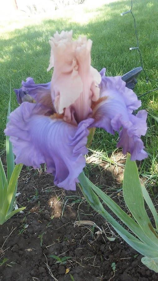 Photo of Tall Bearded Iris (Iris 'Fashionista') uploaded by scary1785