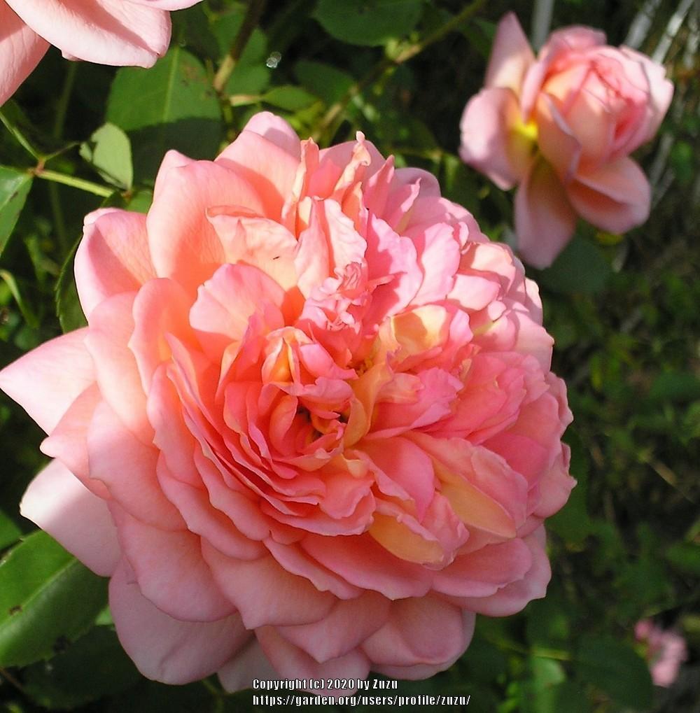Photo of Rose (Rosa 'Carding Mill') uploaded by zuzu
