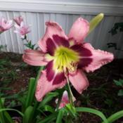 Just a gorgeous daylily!