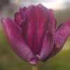 Tulipa 'Victoria's Secret'