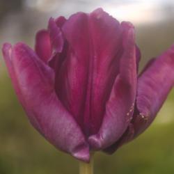 Location: Pennsylvania
Date: 2020-05-12
Tulipa 'Victoria's Secret'