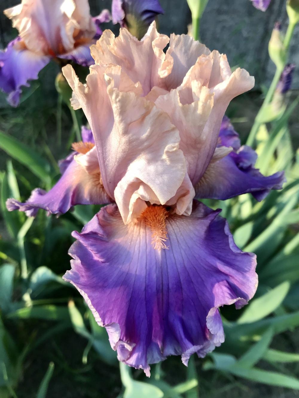 Photo of Tall Bearded Iris (Iris 'Discovered Treasure') uploaded by Lbsmitty