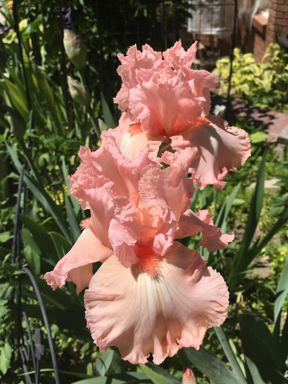 Photo of Tall Bearded Iris (Iris 'Happenstance') uploaded by SpringGreenThumb