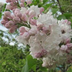 Location: charlottetown, pei, canada
Date: 2013-06-07
very large and highly fragrant blooms ,my favourite lilac.