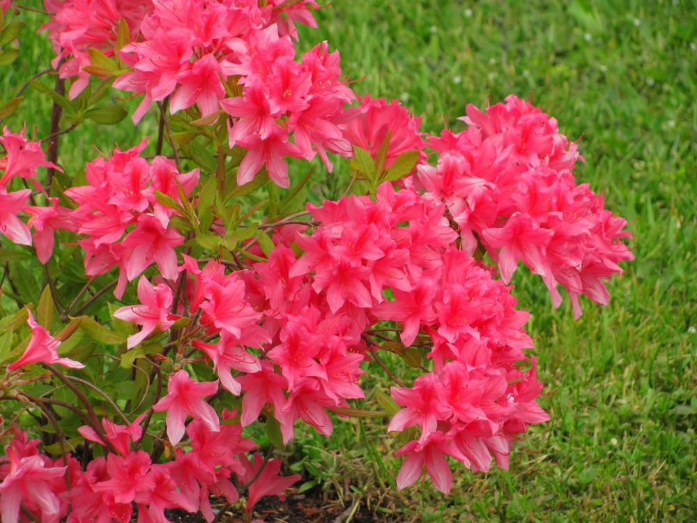 Photo of Azalea (Rhododendron 'Rosy Lights') uploaded by roseman2000