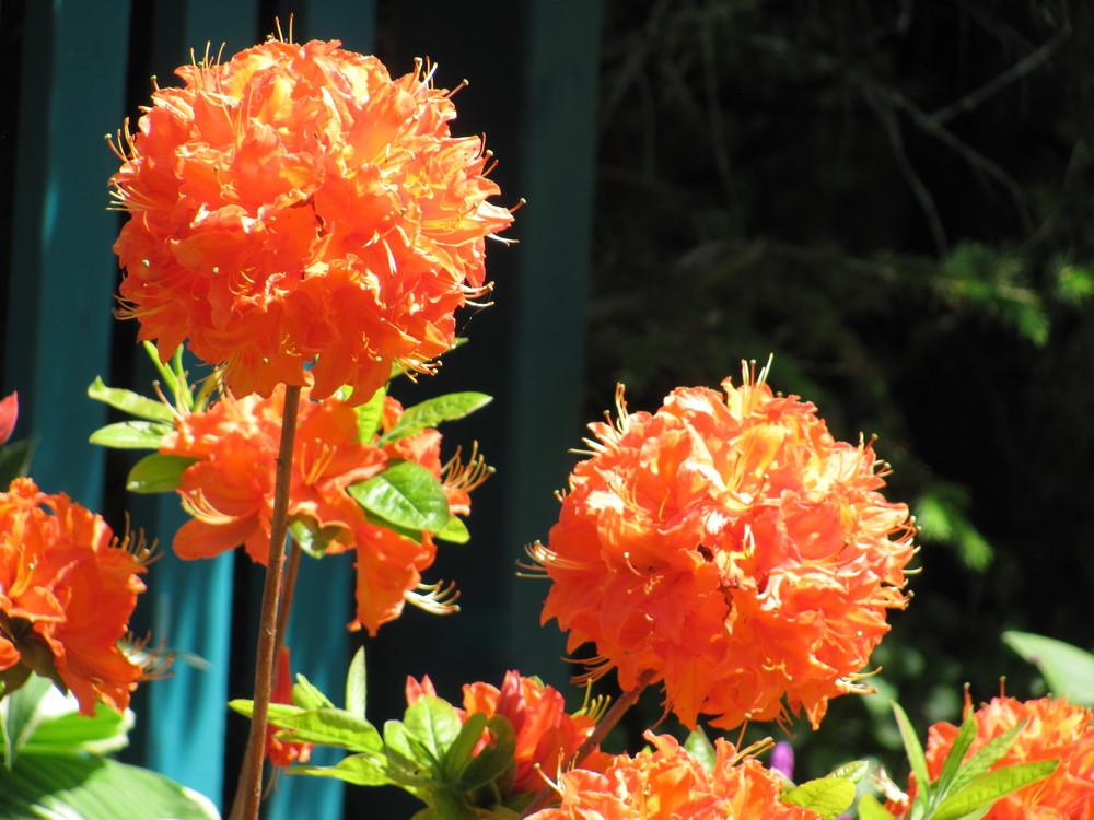 Photo of Azalea (Rhododendron 'Mandarin Lights') uploaded by roseman2000