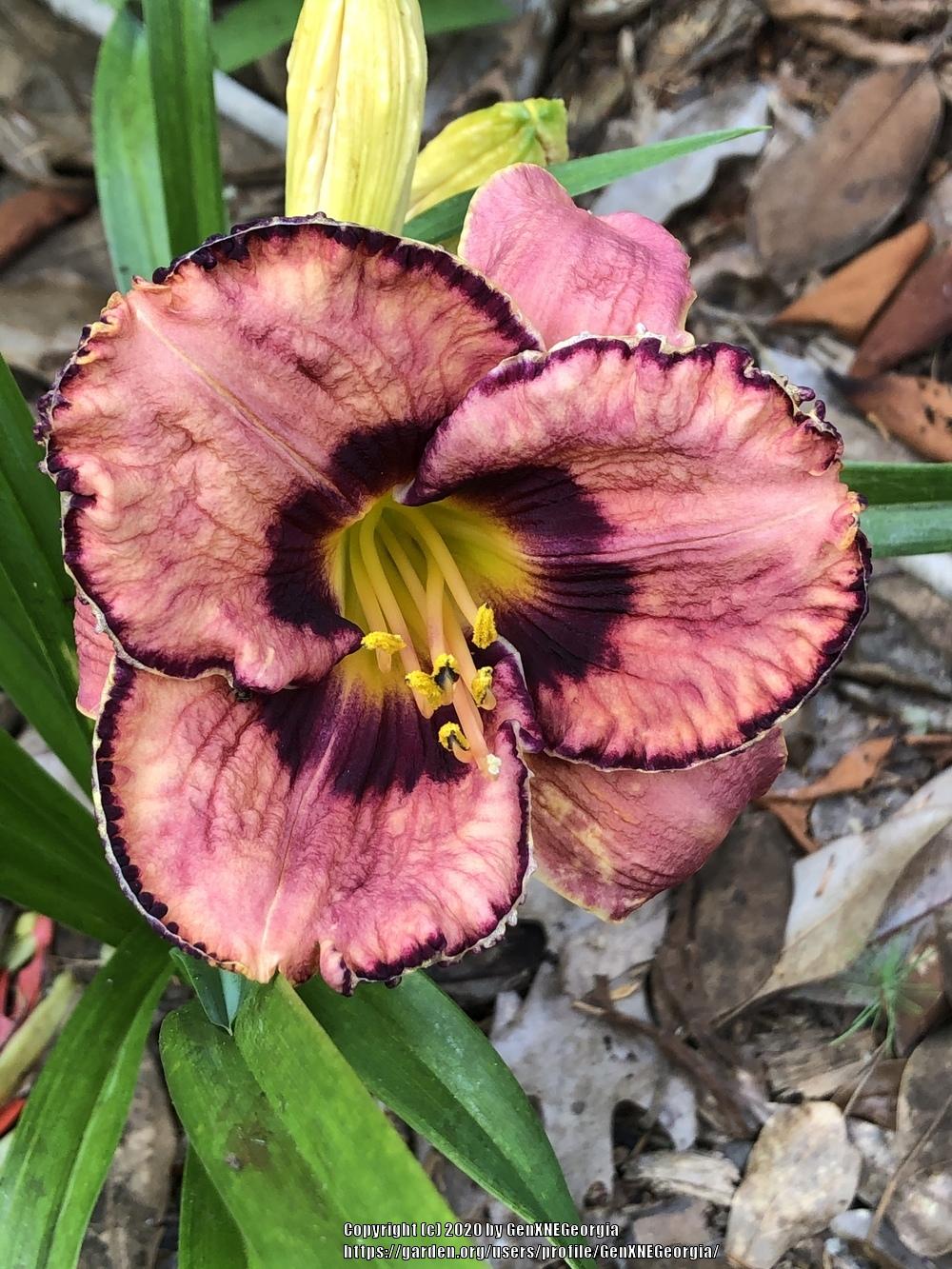 Photo of Daylily (Hemerocallis 'Awesome Blossom') uploaded by GenXNEGeorgia