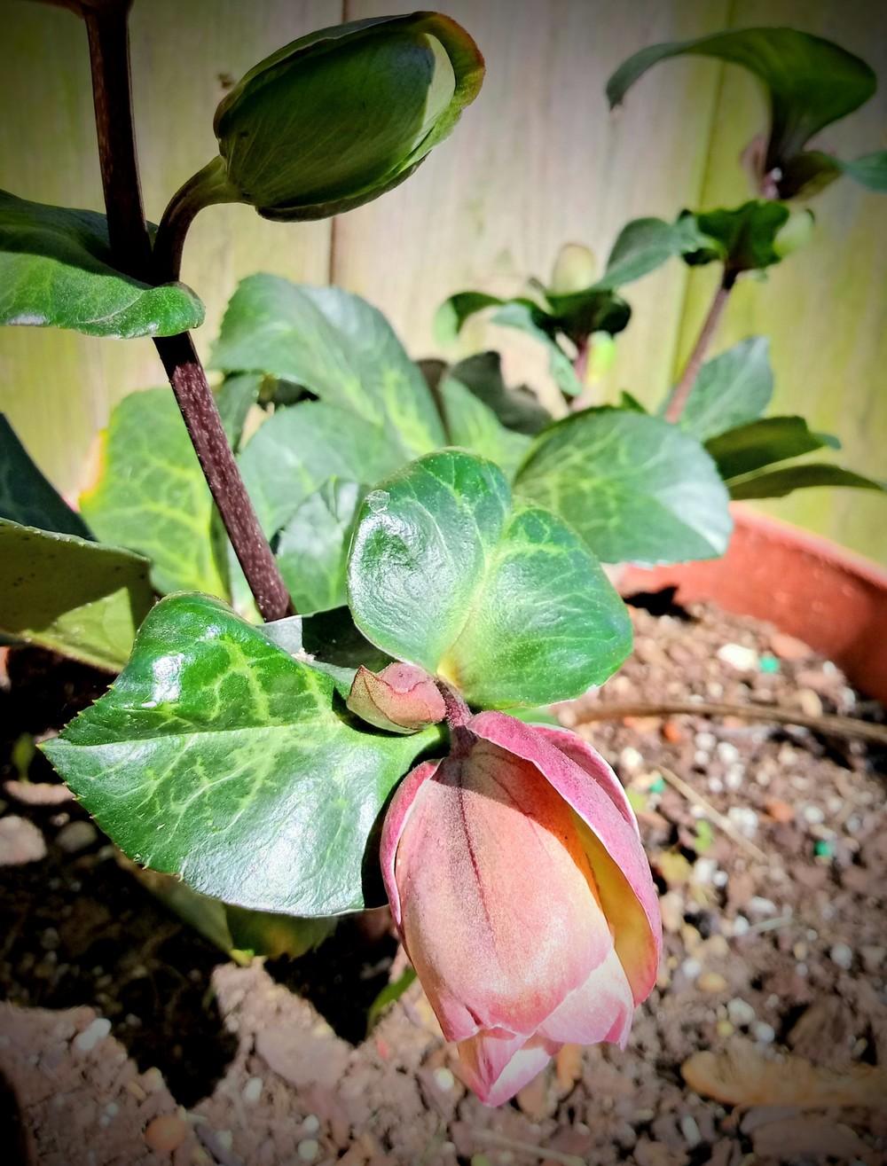 Photo of Lenten Rose (Helleborus x hybridus) uploaded by JayZeke