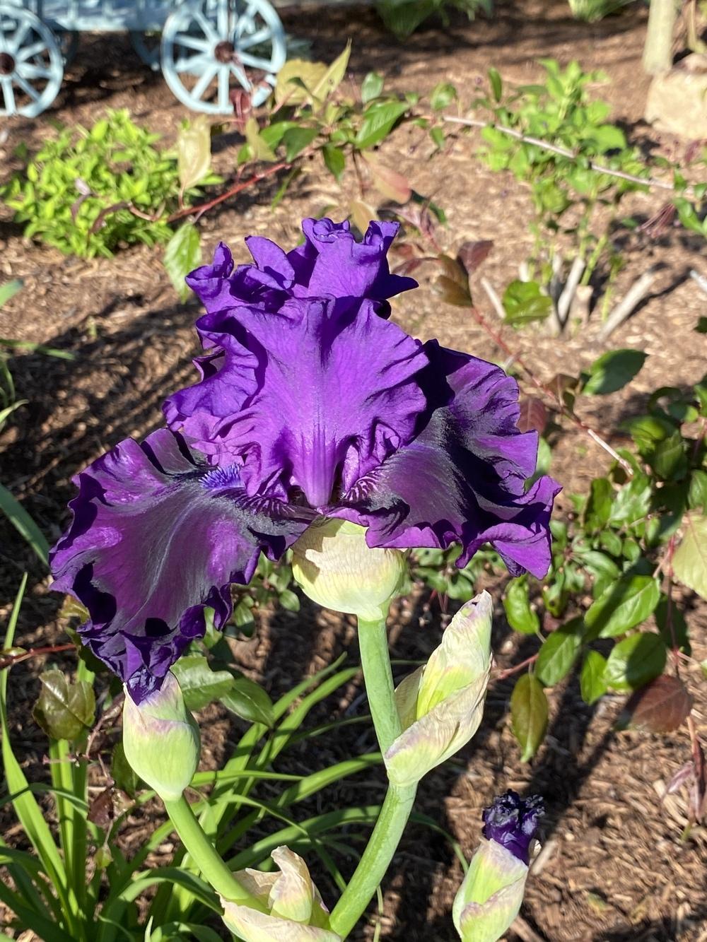 Photo of Tall Bearded Iris (Iris 'Standing Proud') uploaded by Legalily