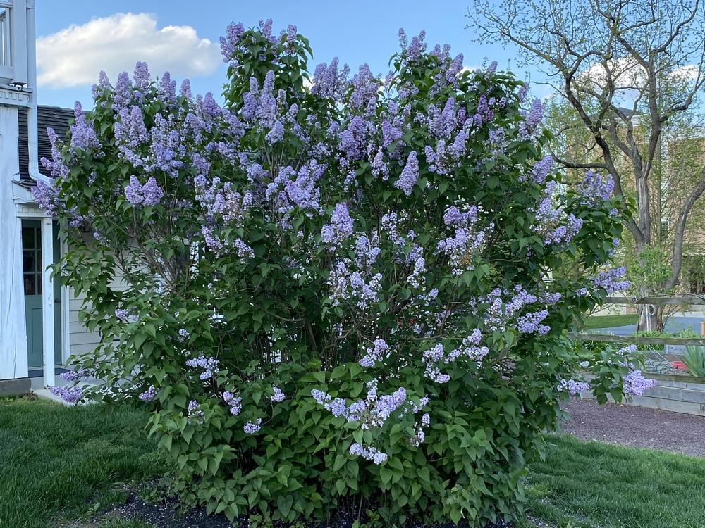 Photo of Common Lilac (Syringa vulgaris) uploaded by csandt