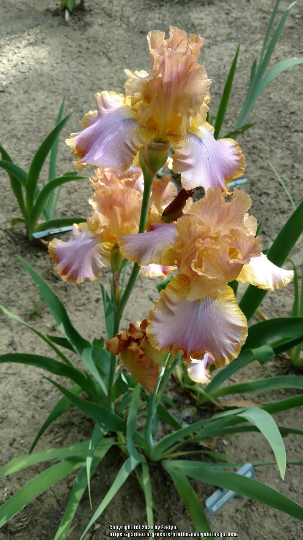 Photo of Tall Bearded Iris (Iris 'Afternoon Delight') uploaded by evelyninthegarden